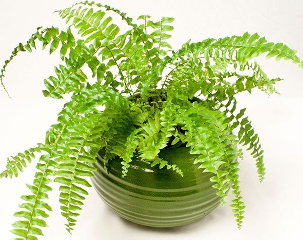 Hình ảnh minh họa các bước chuẩn bị đất và trồng dương xỉ trong chậu cảnh