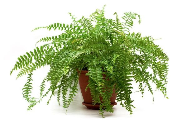 Hình ảnh minh họa các loại dương xỉ Mỹ với tán lá xanh tươi và kích thước vừa phải