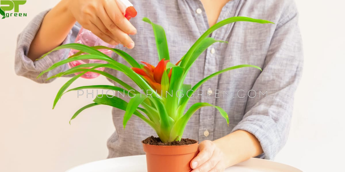 Hình ảnh minh họa cách chăm sóc cây phong lộc hoa, tập trung vào môi trường ánh sáng và tưới nước phù hợp