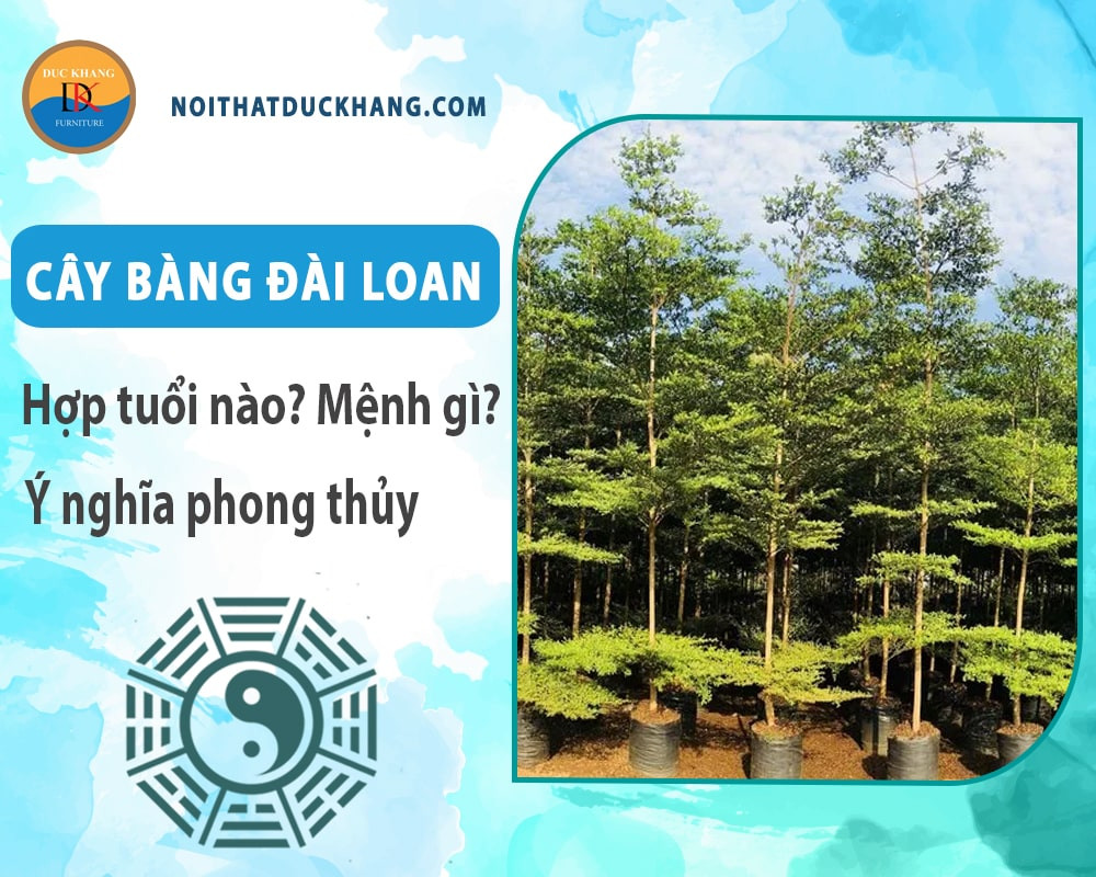 Hình ảnh minh họa cho ý nghĩa phong thủy tích cực của cây bàng Đài Loan