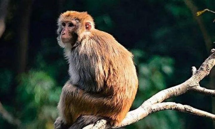 Hình ảnh minh họa một bức tượng gỗ tinh xảo, thể hiện sự thông minh và linh hoạt của người tuổi Thân.