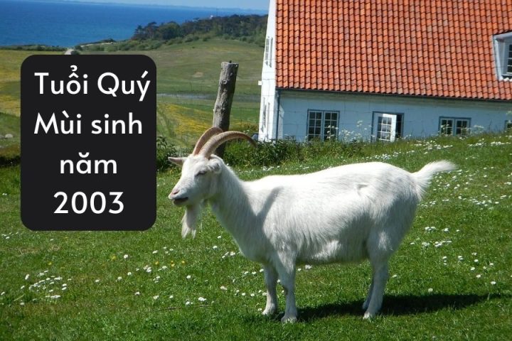 Hình ảnh minh họa người tuổi Quý Mùi 2003 với bản mệnh Dưỡng Liễu Mộc
