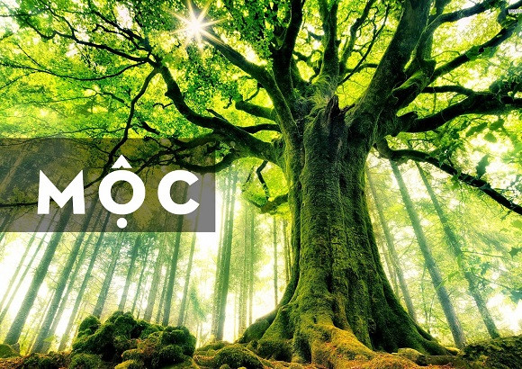 Hình ảnh minh họa về đặc trưng người mệnh Mộc
