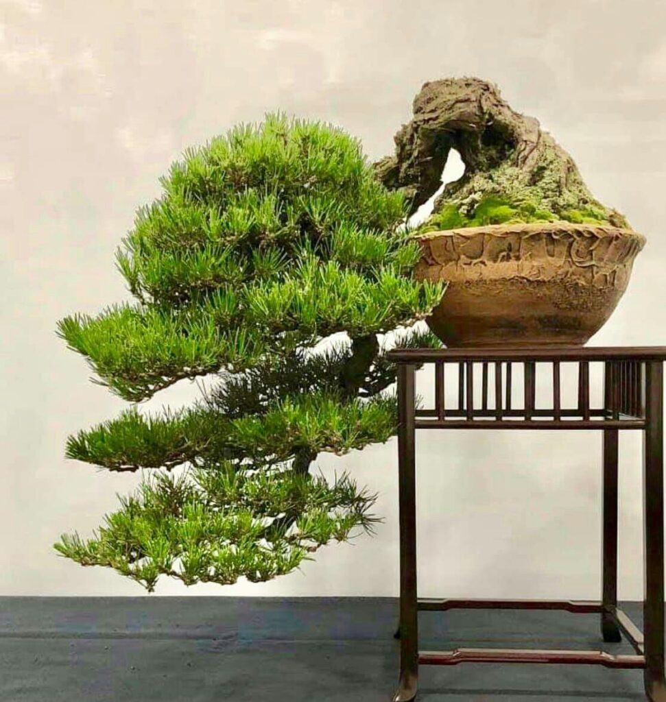 Hình ảnh một cây bonsai kim sa tùng dáng huyền độc đáo
