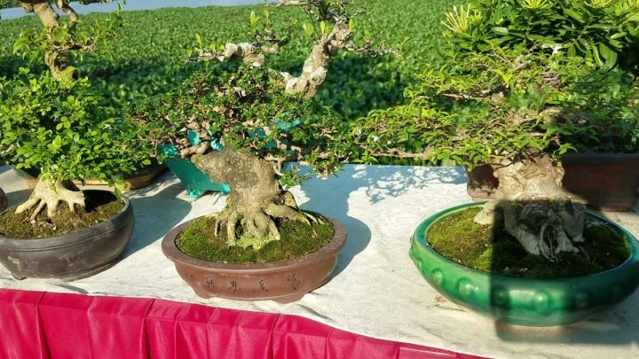 Hình ảnh một cây sam hương bonsai với thân cây uốn lượn và tán lá xanh tốt, thể hiện vẻ đẹp độc đáo của tự nhiên