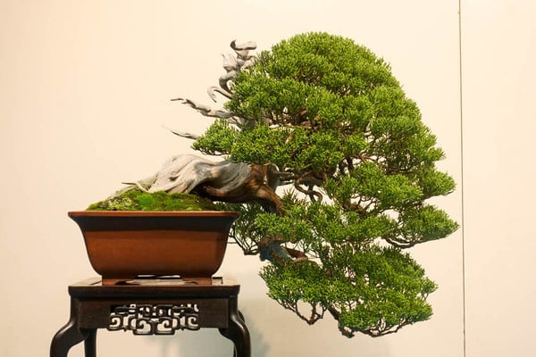 Hình ảnh một chậu bonsai kim sa tùng được tạo dáng nghệ thuật