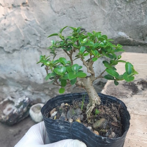 Hình ảnh một kỹ thuật viên đang tỉa cành và tạo dáng cho một cây sam hương bonsai nhỏ, thể hiện sự khéo léo trong nghệ thuật bonsai