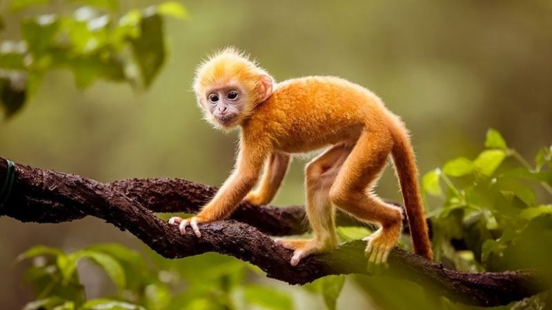 Hình ảnh nam giới tuổi Nhâm Thân kiên cường đối mặt thử thách