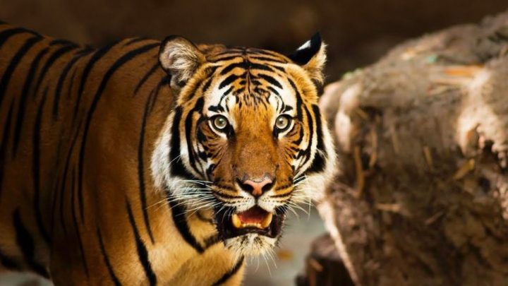 Hình ảnh người tuổi Nhâm Dần 1962 với các đặc điểm phong thủy cơ bản