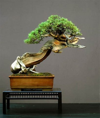 Hình ảnh thân và lá của cây kim sa tùng với vỏ xám trắng và gai nhỏ