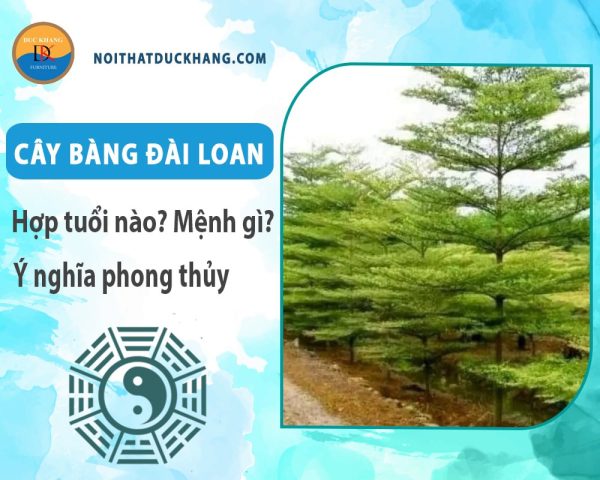 Hình ảnh tổng quan về cây bàng Đài Loan với tán lá xanh mướt và cấu trúc tầng rõ rệt