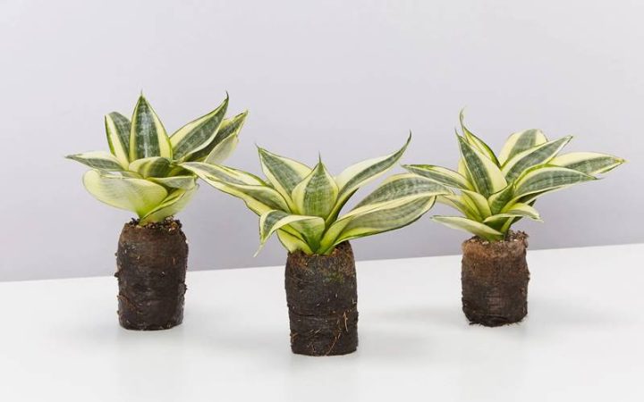Hình ảnh tổng quan về cây lưỡi mèo với lá cây mọc thẳng đứng, thể hiện vẻ đẹp đơn giản và khỏe khoắn trong không gian nội thất.