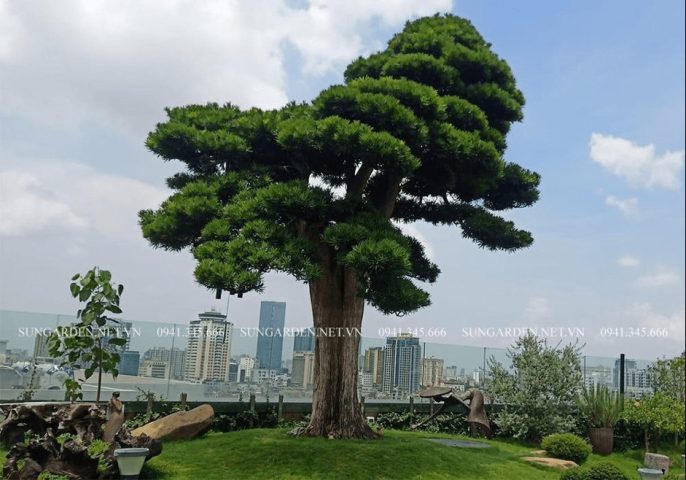 Hình ảnh tổng quan về cây Tùng La Hán với tán lá xanh tươi