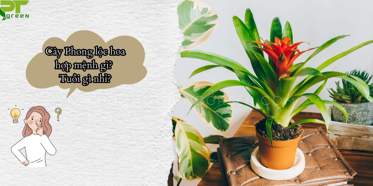 Hình ảnh tượng trưng ý nghĩa của cây phong lộc hoa trong phong thủy, thể hiện sự may mắn và tài lộc