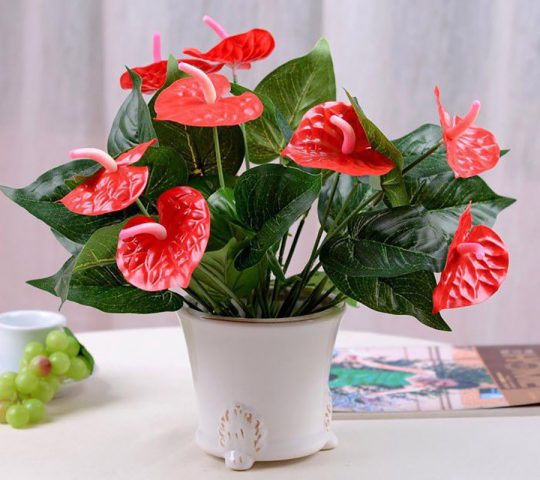 Hoa hồng môn màu đỏ tươi rực rỡ với lá xanh hình trái tim