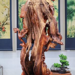 Đạt Ma Thuần Rồng Gỗ Nu Hương