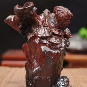 Song sóc gỗ trắc