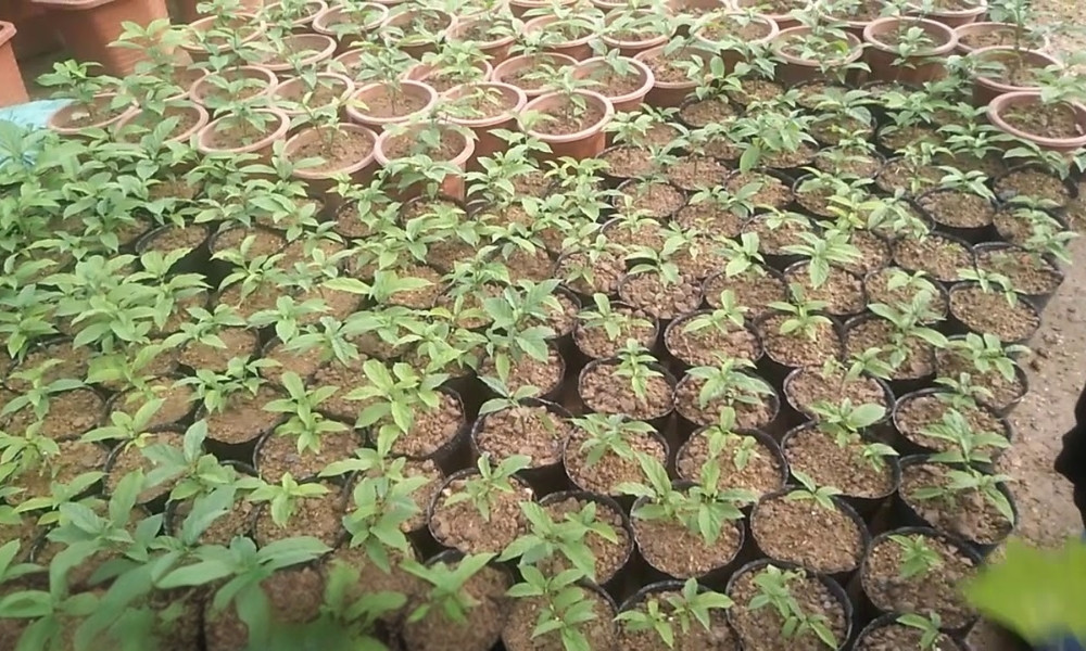 Kỹ thuật cắt tỉa cành giúp cây ra hoa đẹp hơn