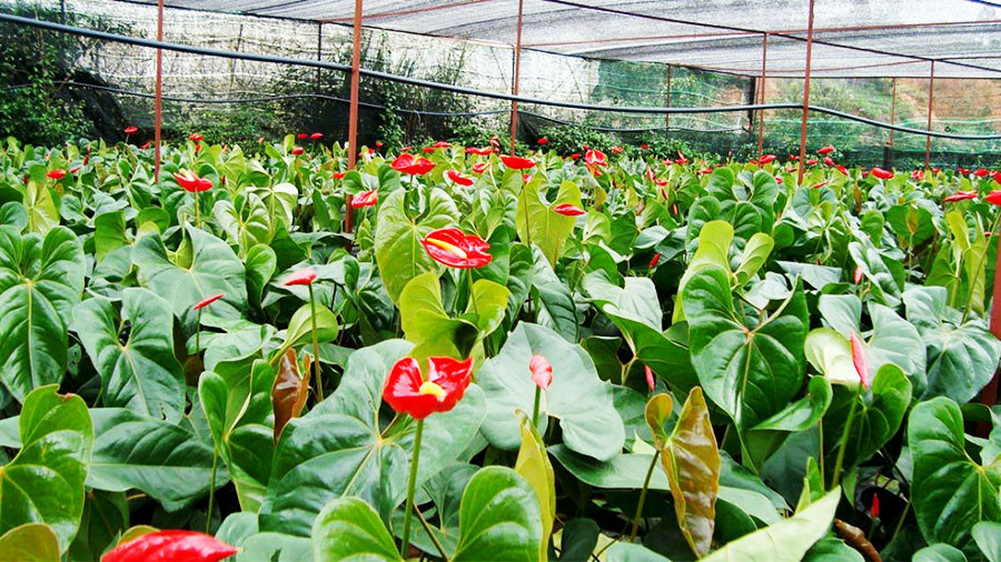 Kỹ thuật trồng cây hồng môn trong chậu cảnh