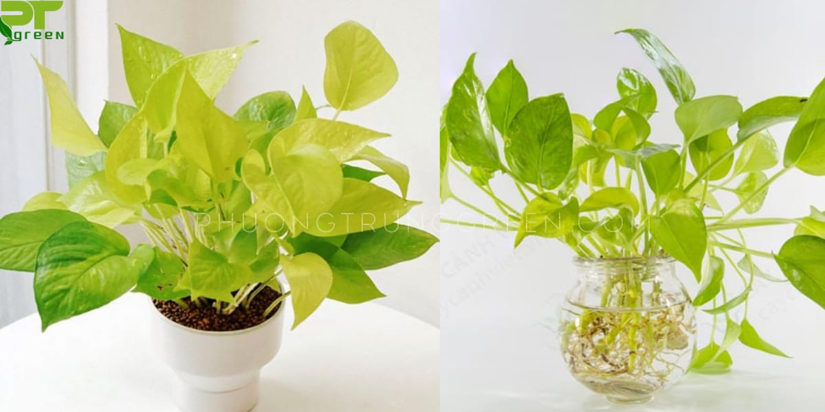Kỹ thuật trồng cây trầu bà vàng trong đất và thủy sinh cơ bản
