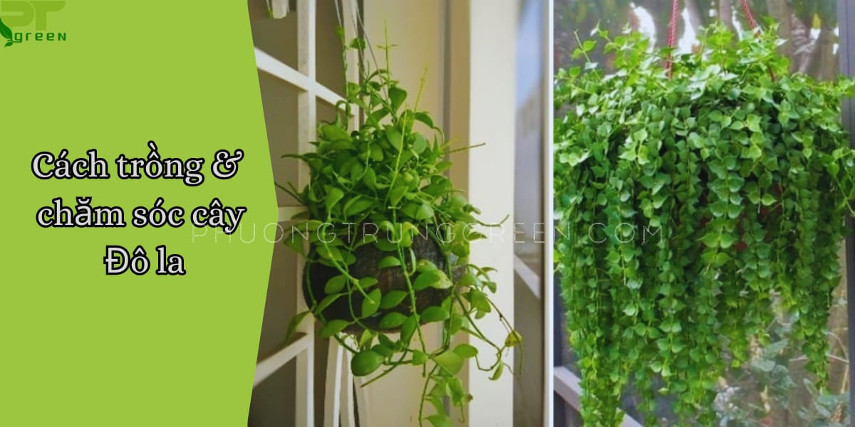 Kỹ thuật trồng và chăm sóc cây đô la đúng cách