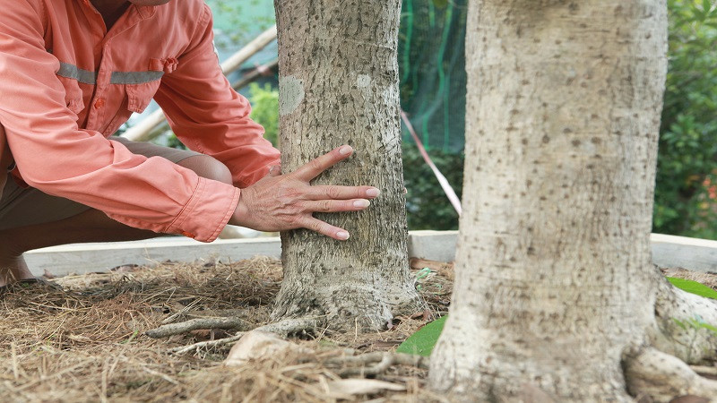 Kỹ thuật trồng và chăm sóc cây mộc hương đúng cách để cây phát triển mạnh mẽ