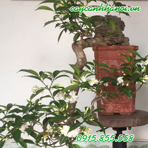 Kỹ thuật tưới nước và chăm sóc cây cảnh Ngọc Bút để cây phát triển tốt
