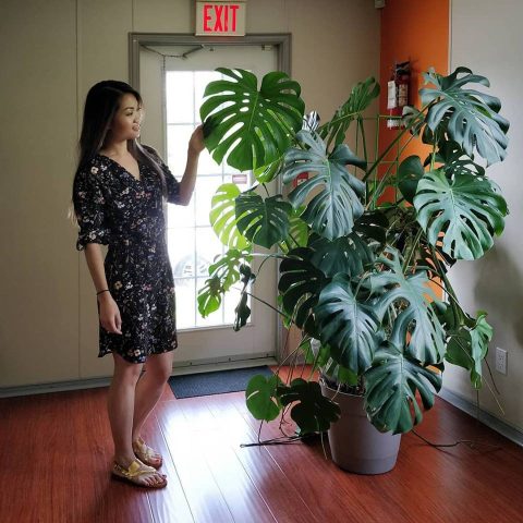 Lá Monstera với những đường xẻ đặc trưng