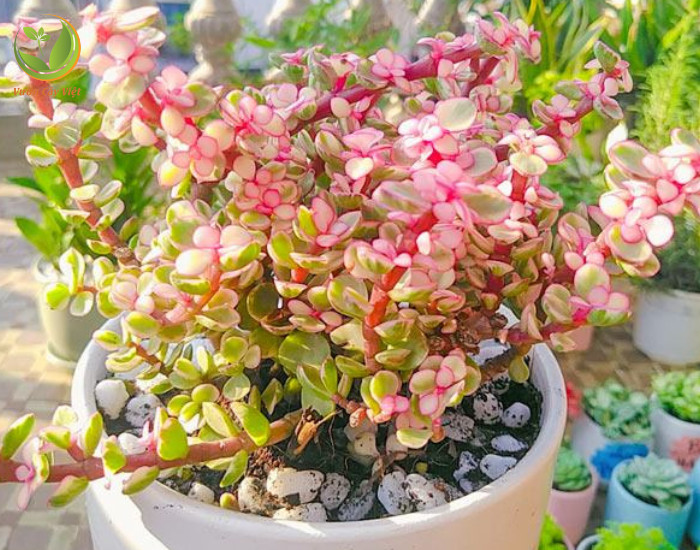 Lá non của cây sen đá đô la hồng cẩm thạch mang sắc tím hồng