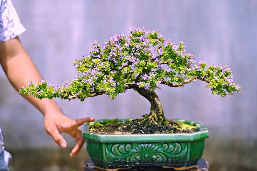 Linh sam Sông Hinh quý hiếm với hoa tím đậm