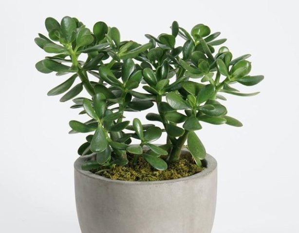 Mô tả cây ngọc bích non với thân cây xanh mọng