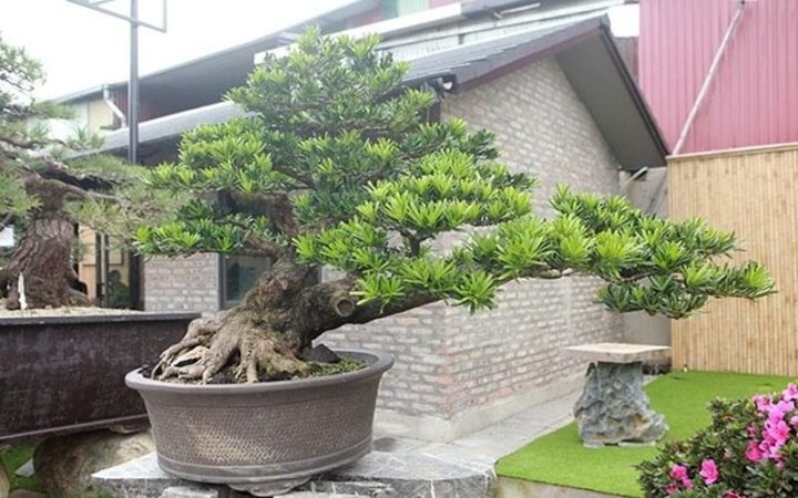 Mô tả cây tùng la hán với thân cây cổ kính và tán lá xanh tốt