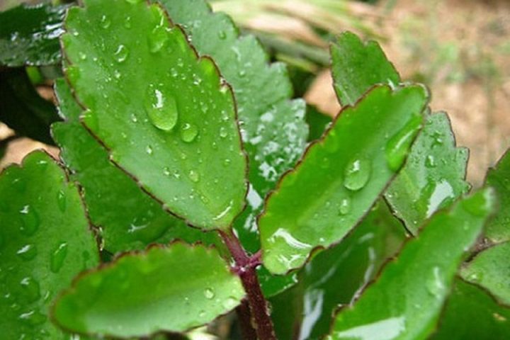 Mô tả chậu cây lá bỏng với lá xanh bóng và mọng nước, thể hiện khả năng giữ nước tốt