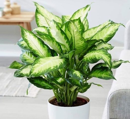 Mô tả chi tiết hình dáng lá và thân cây vạn niên thanh hợp mệnh gì