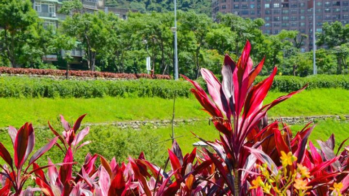 Mô tả chi tiết lá và thân cây huyết dụ với màu đỏ đặc trưng