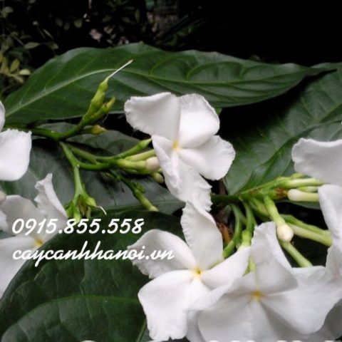 Mô tả chi tiết về cấu trúc cây Ngọc Bút với lá xanh và nụ hoa đặc trưng