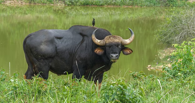Nam giới tuổi Đinh Sửu thường kín đáo và có ý chí cao