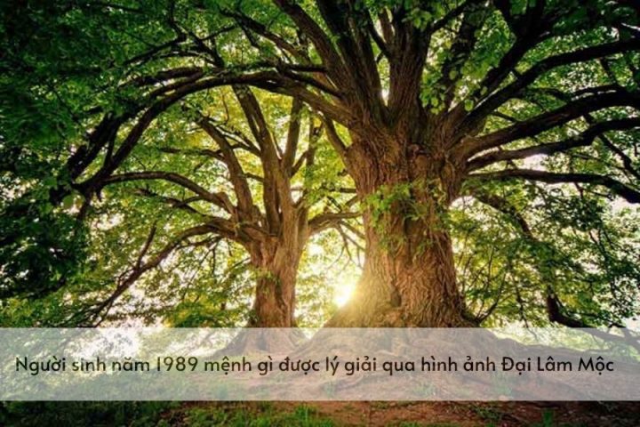 Người sinh năm 1989 Kỷ Tỵ thuộc mệnh gì, cung gì
