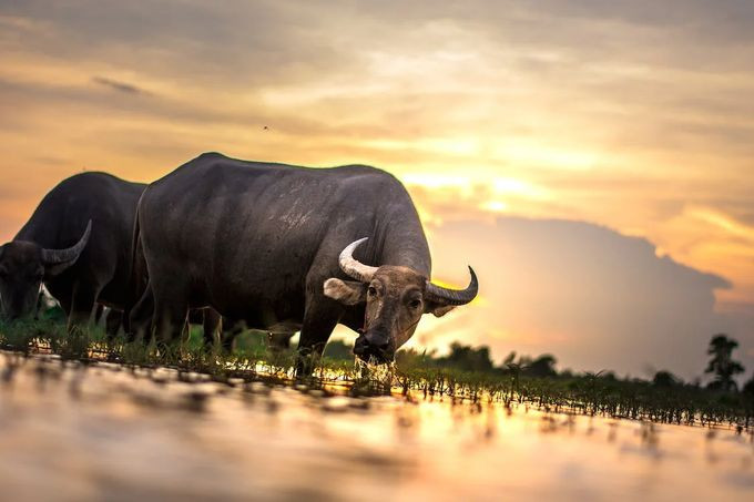 Người sinh năm Tân Sửu 2021 mang bản mệnh Bích Thượng Thổ