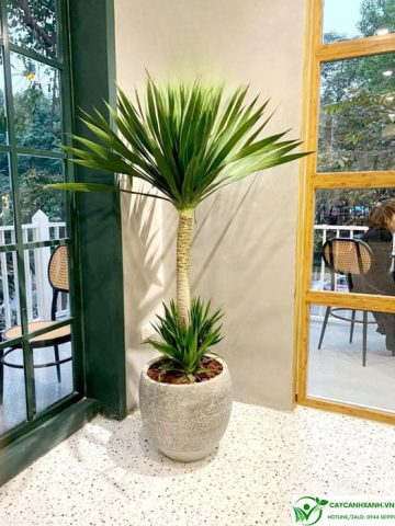 Nguồn gốc và đặc điểm nhận dạng của cây phát tài núi