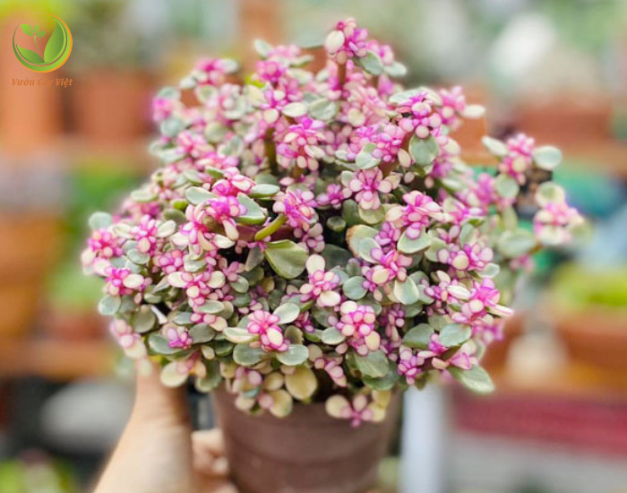 Những chiếc lá màu hồng tươi tắn của sen đá đô la hồng
