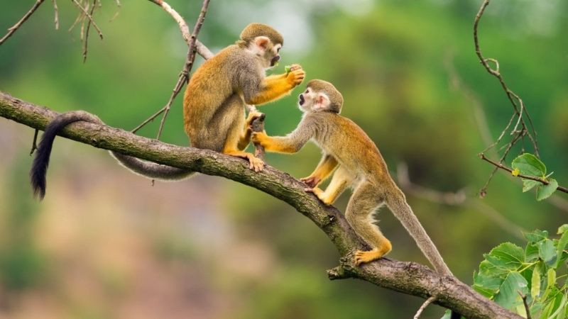 Phụ nữ tuổi Nhâm Thân với tư duy sắc bén và độc lập trong công việc