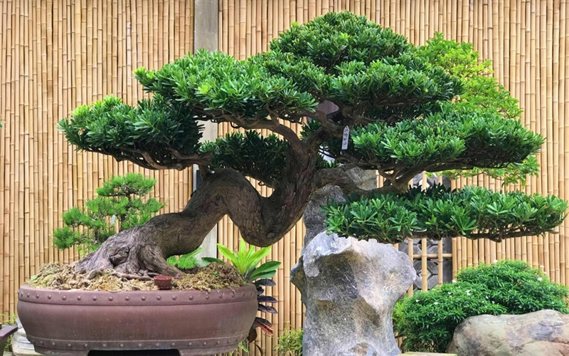 Quy trình cắt tỉa định kỳ giúp giữ dáng và kích thích sự phát triển của cây