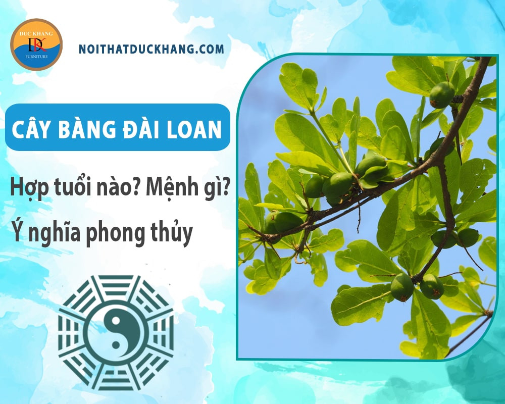 Quy trình trồng cây bàng Đài Loan con cần cẩn thận để cây bén rễ tốt