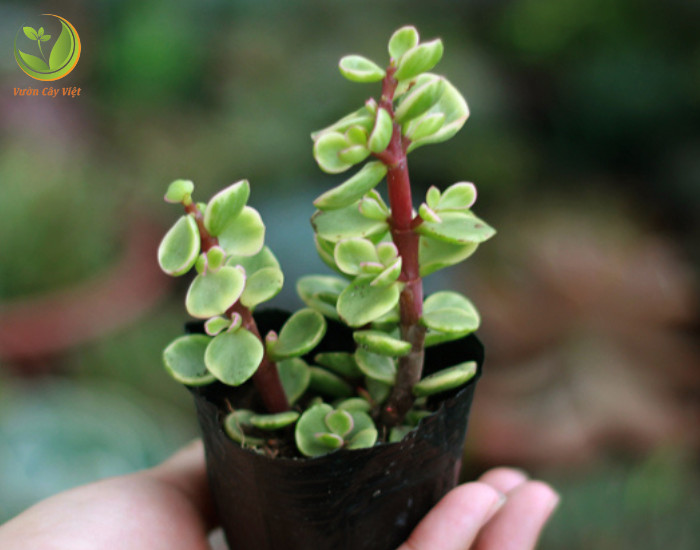 Quy trình trồng cây sen đá đô la cần sự chuẩn bị kỹ lưỡng về đất và chậu