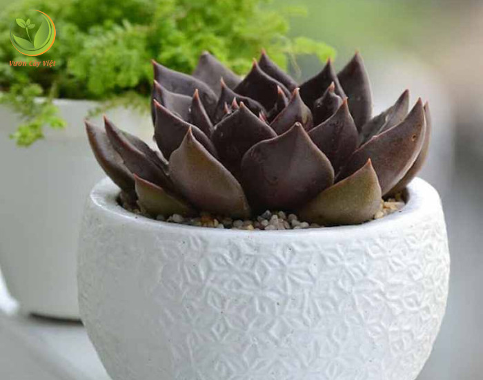 Quy trình trồng cây sen đá nâu vào chậu mới với đất trồng tơi xốp và thoát nước tốt