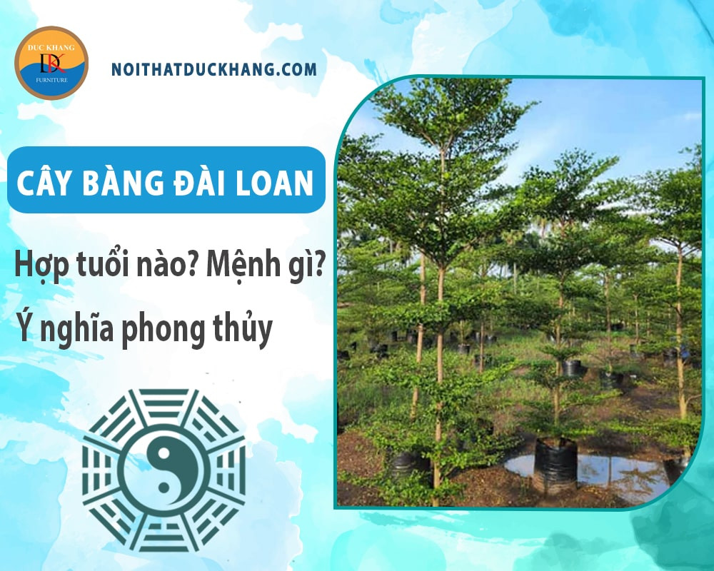Rễ cọc của cây bàng Đài Loan giúp cây đứng vững trong điều kiện thời tiết khắc nghiệt