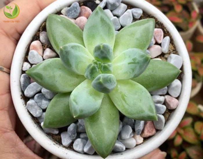 Sen Đá Kim Cương Trắng là lựa chọn tuyệt vời cho người mệnh Kim