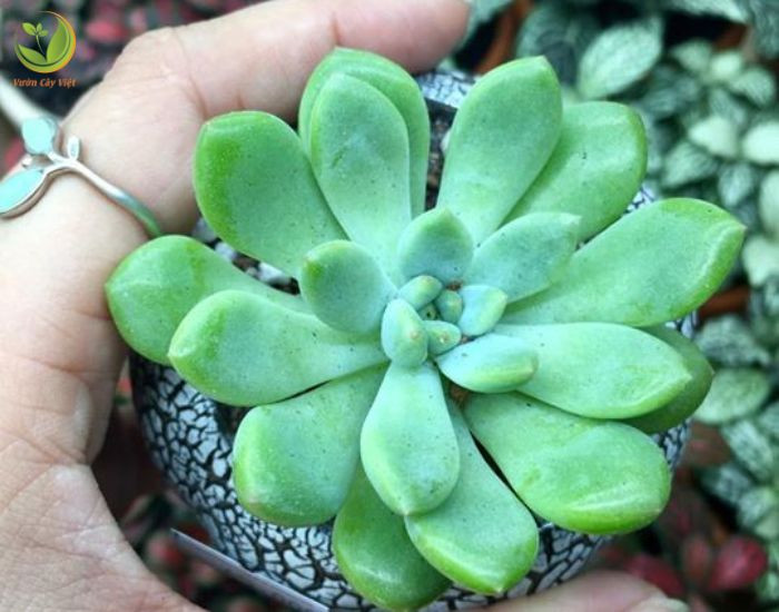 Sen Đá Thuốc Dược Xanh mang lại sinh khí cho người mệnh Mộc