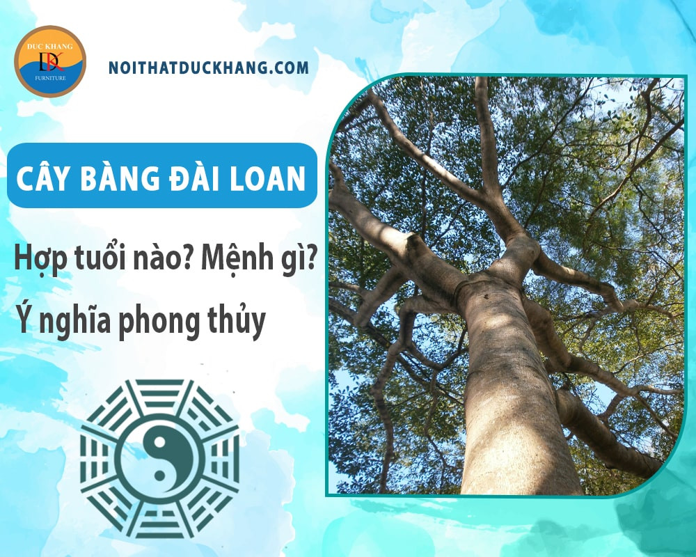 Sự khác biệt giữa hai loại bàng Đài Loan lá xanh và lá cẩm thạch qua hình ảnh minh họa